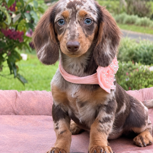 Dachshund