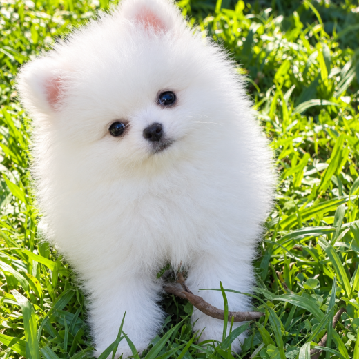 Lulu da Pomerânia