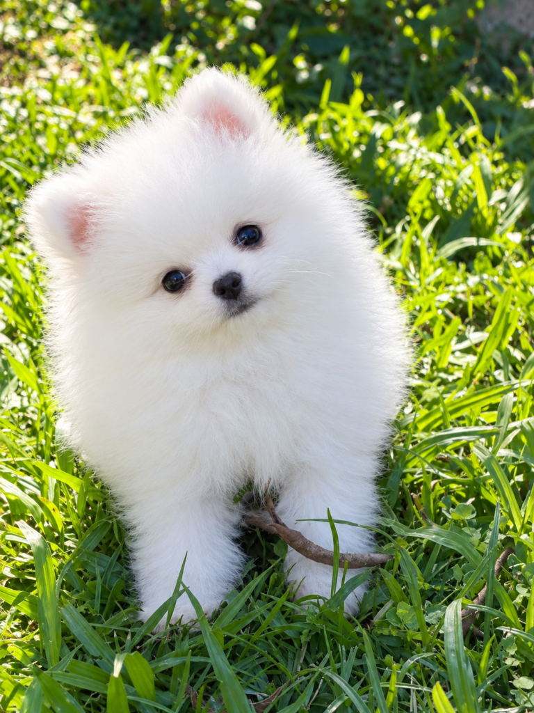 Lulu da Pomerânia