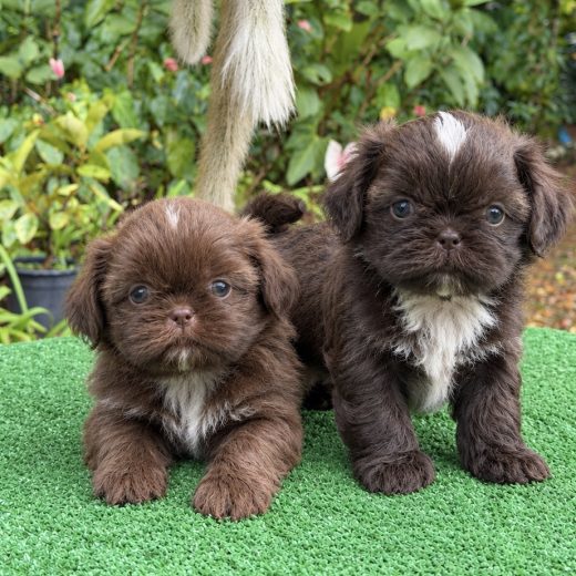 Shih-Tzu