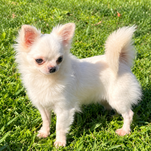 Chihuahua