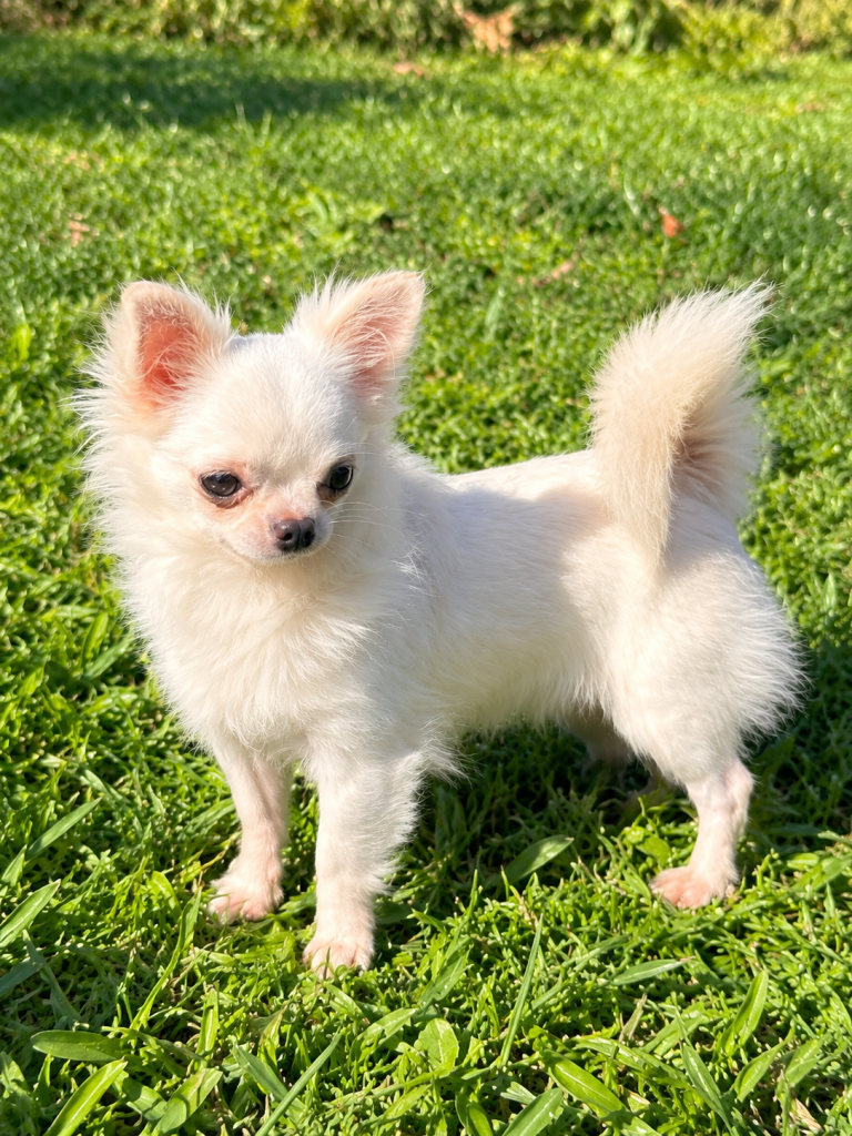 Chihuahua