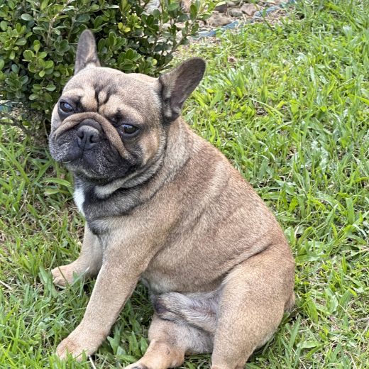 Bulldog Francês
