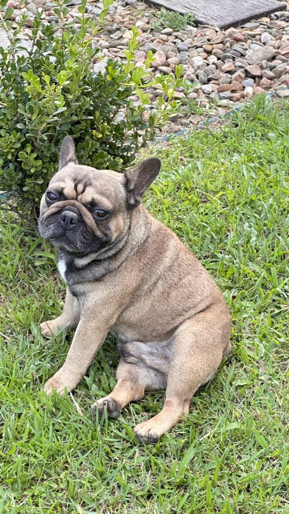 Bulldog Francês