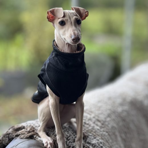 Galgo Italiano