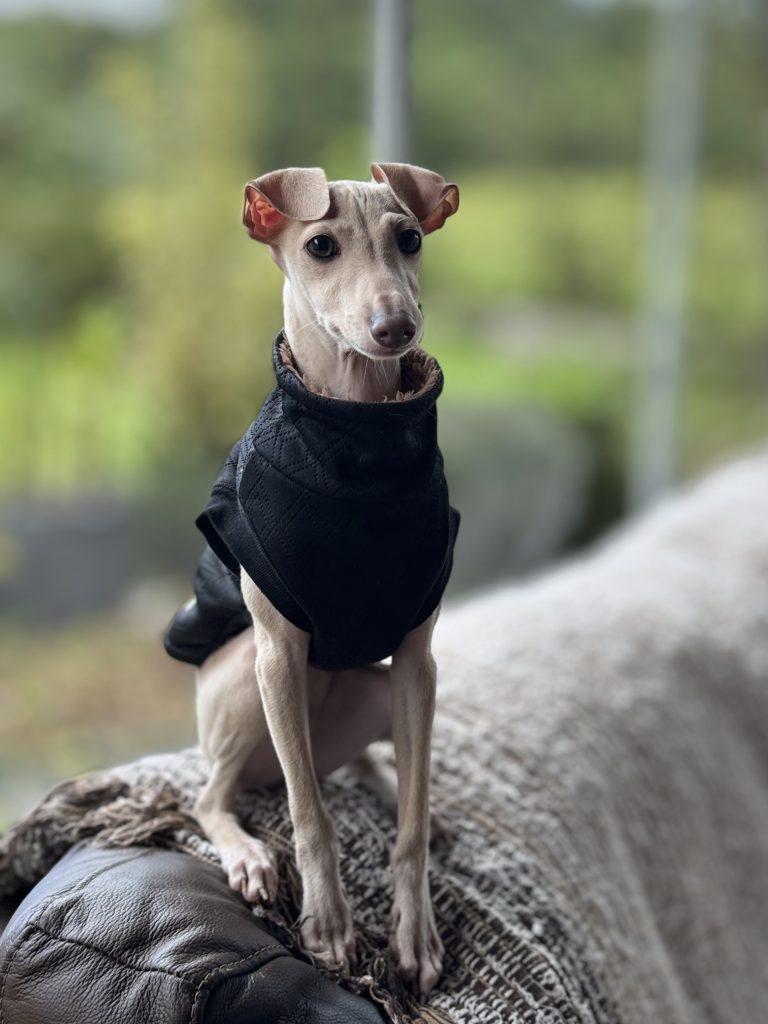Galgo Italiano
