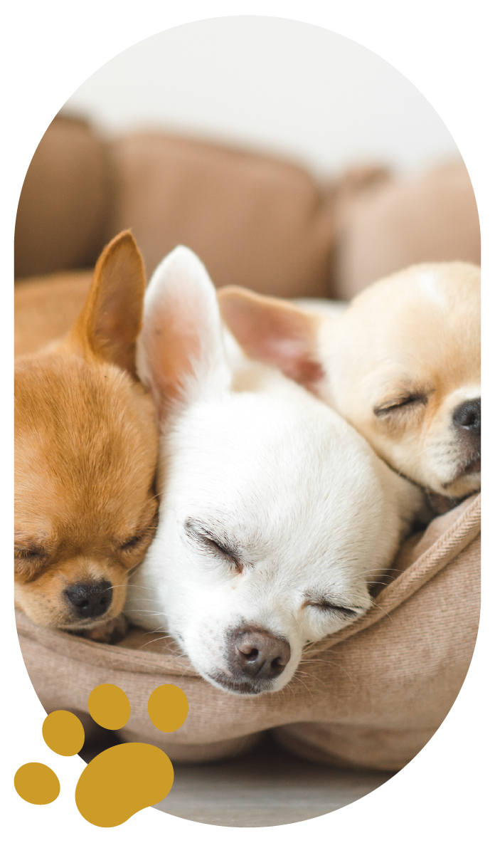 Linhagem e pedigree no Canil Golden