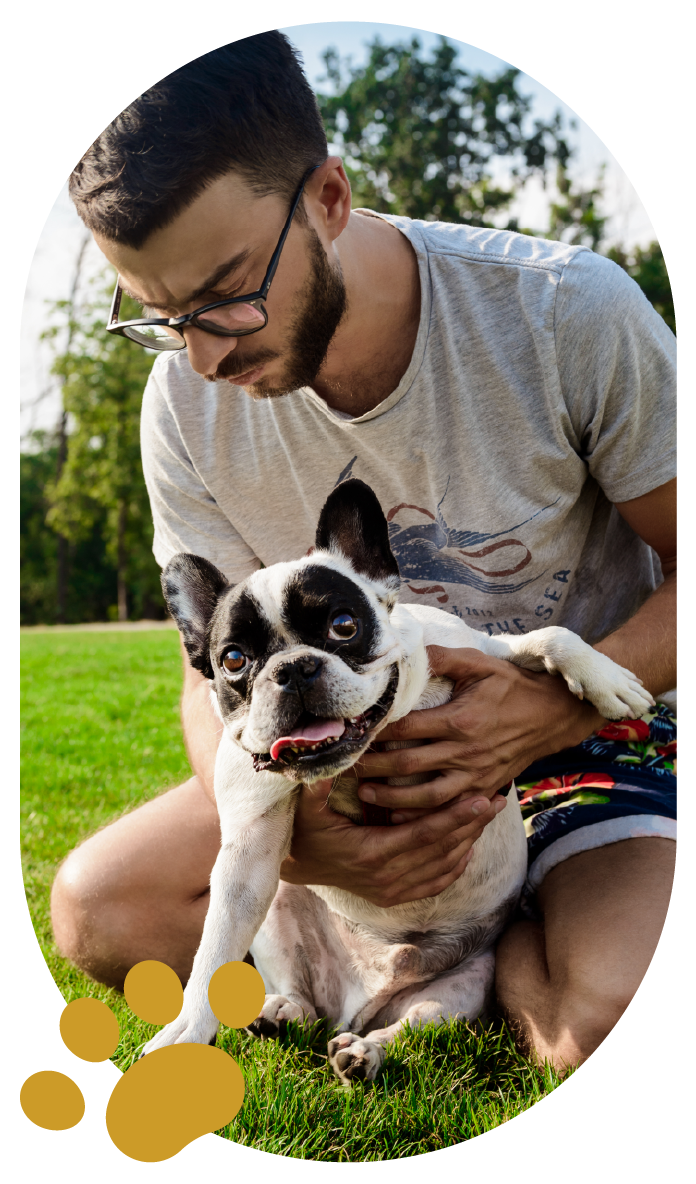 Bulldog Francês