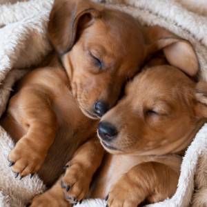 Dachshund