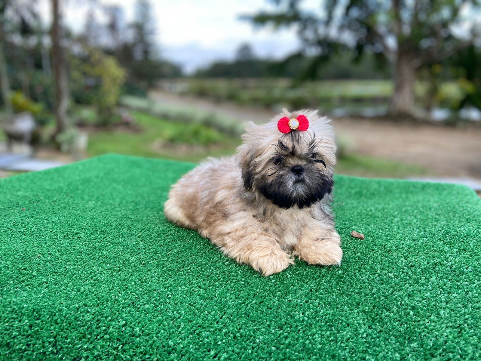 Schih-Tzu