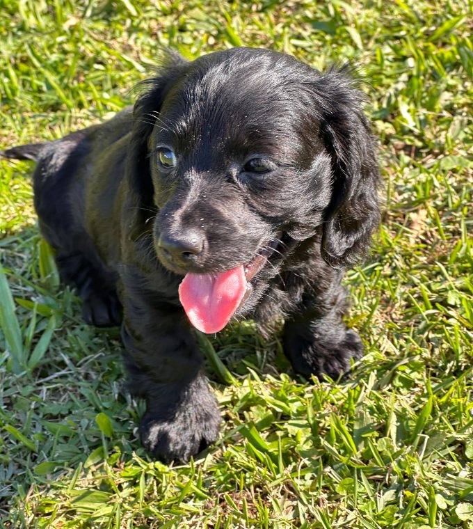 Dachshund black pêlo longo