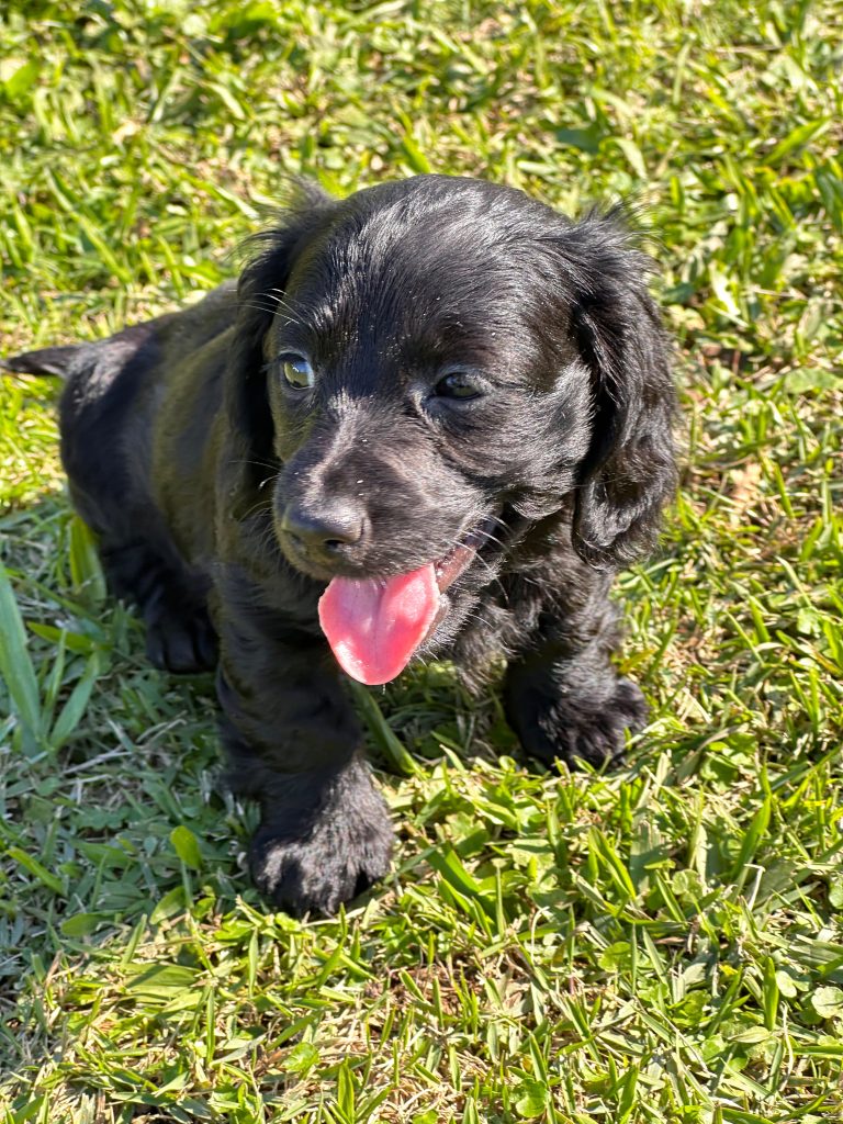 Dachshund black pêlo longo