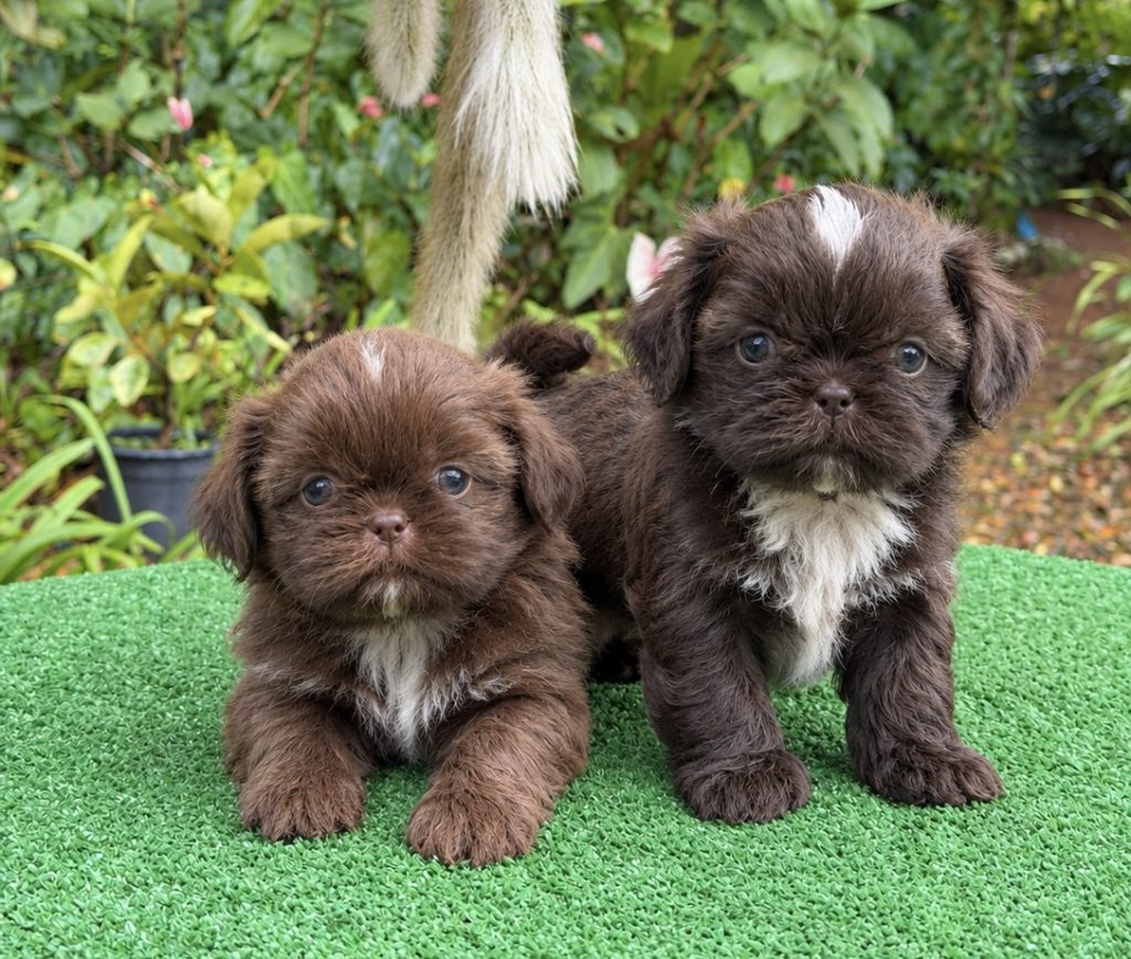 Shih-Tzu