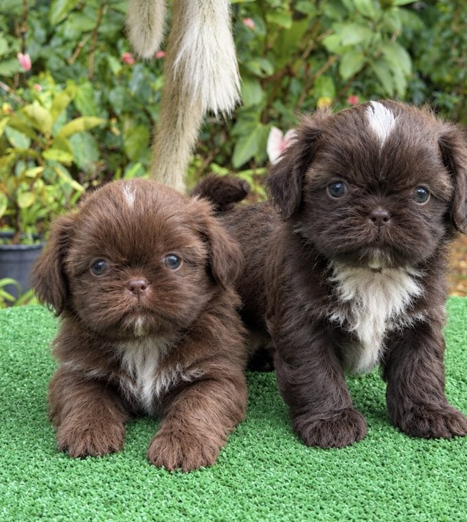 Shih-Tzu