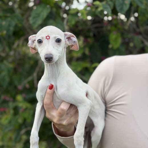 Galgo Italiano