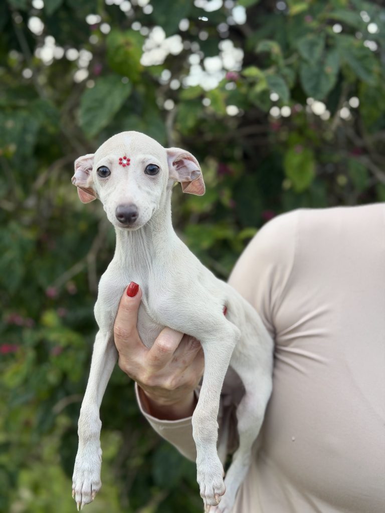 Galgo Italiano