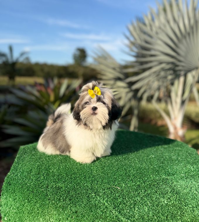 Shih-tzu macho