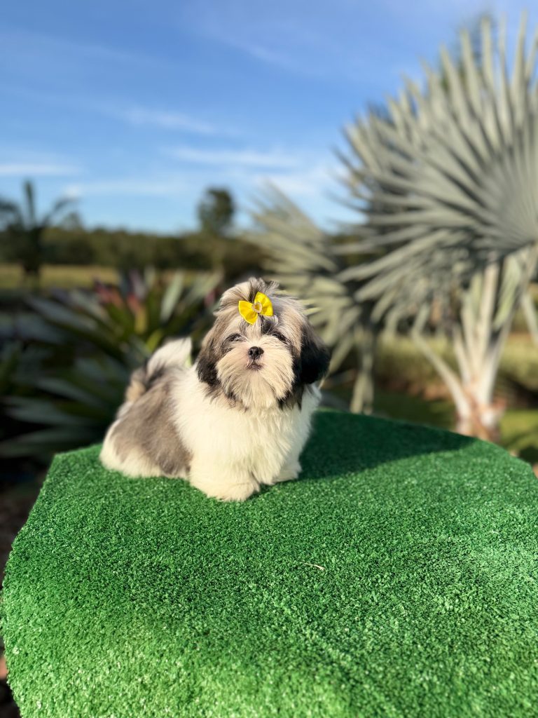 Shih-tzu macho